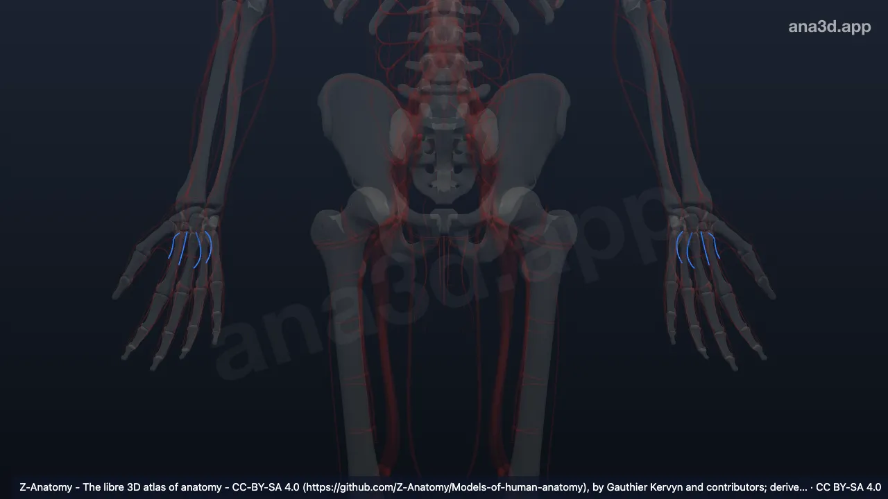 3D-Modell: Arteriae metacarpales palmares
