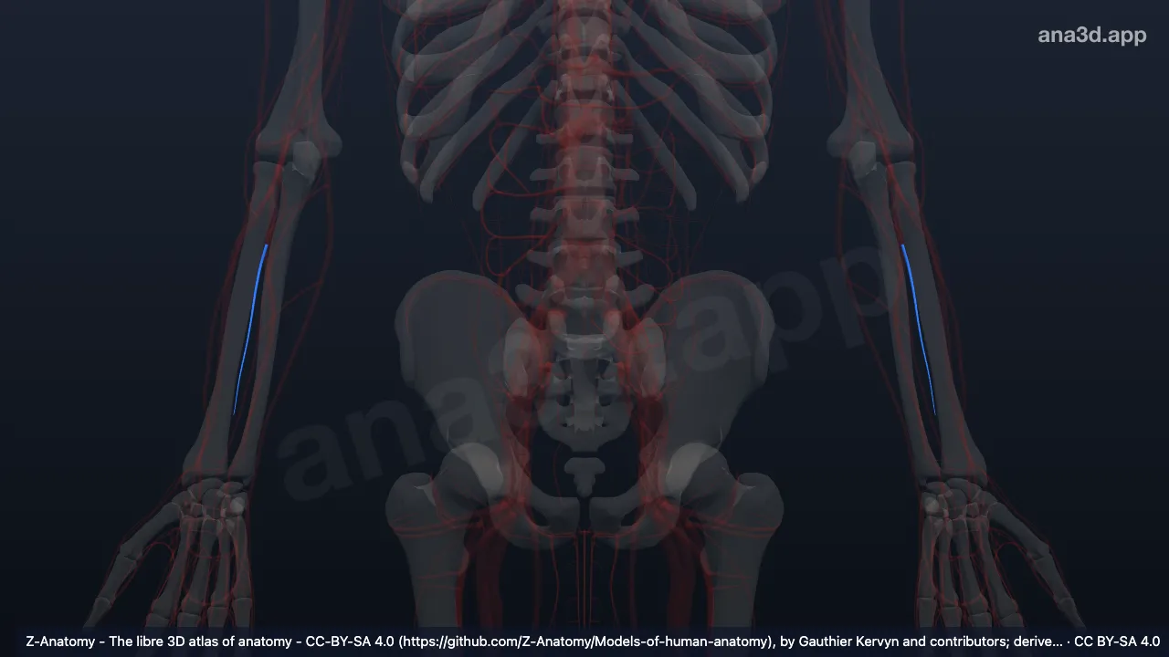Modelo 3D: Artéria interóssea posterior