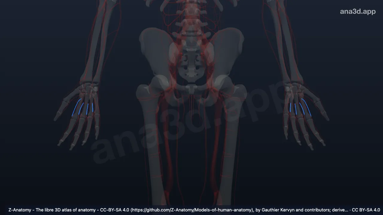3D-Modell: Arteriae digitales palmares communes