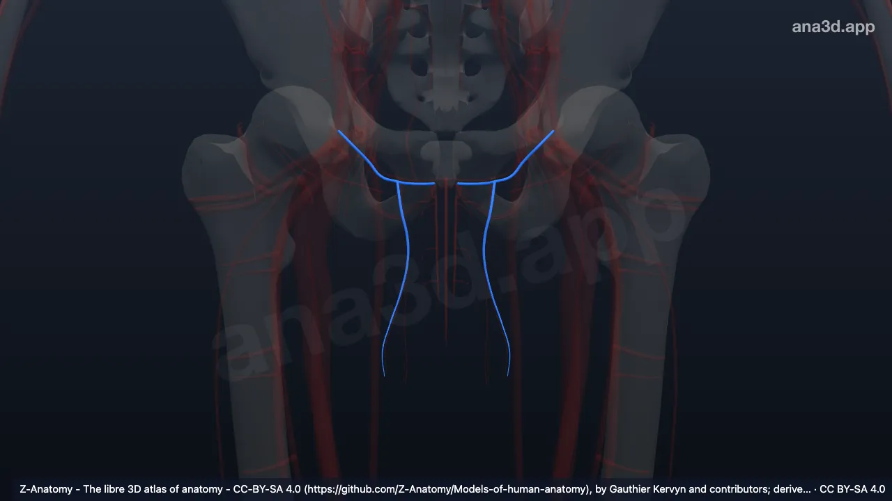 3D-Modell: Arteria pudenda externa superficialis
