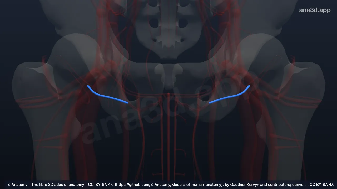 Modelo 3D: Artéria pudenda externa profunda