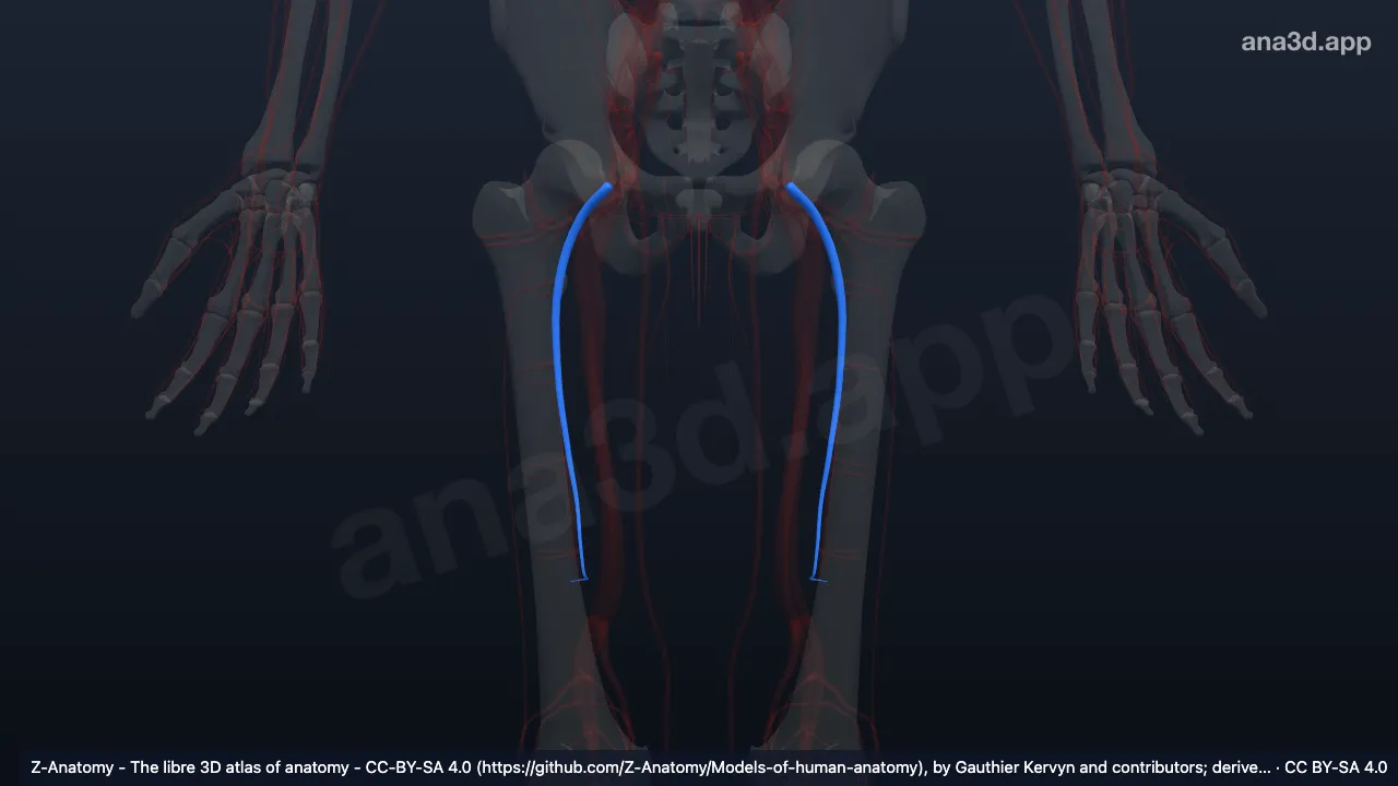 3D model: deep femoral artery