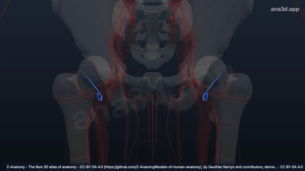 Modèle 3D : Artère circonflexe médiale de la cuisse
