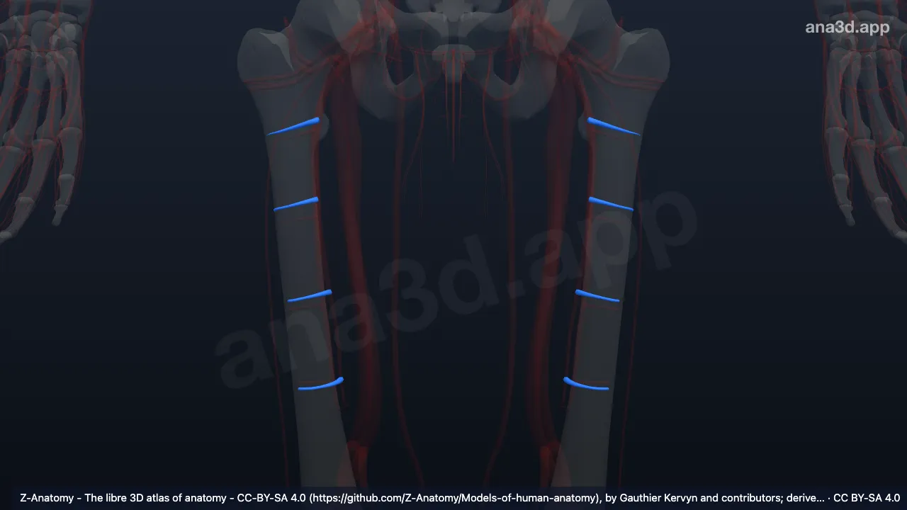 3D-Modell: Arteriae perforantes femoris
