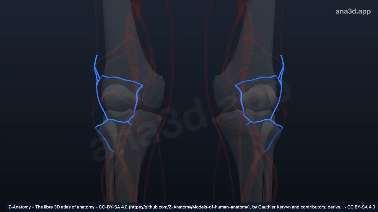 Modelo 3D: Anastomosis patelar