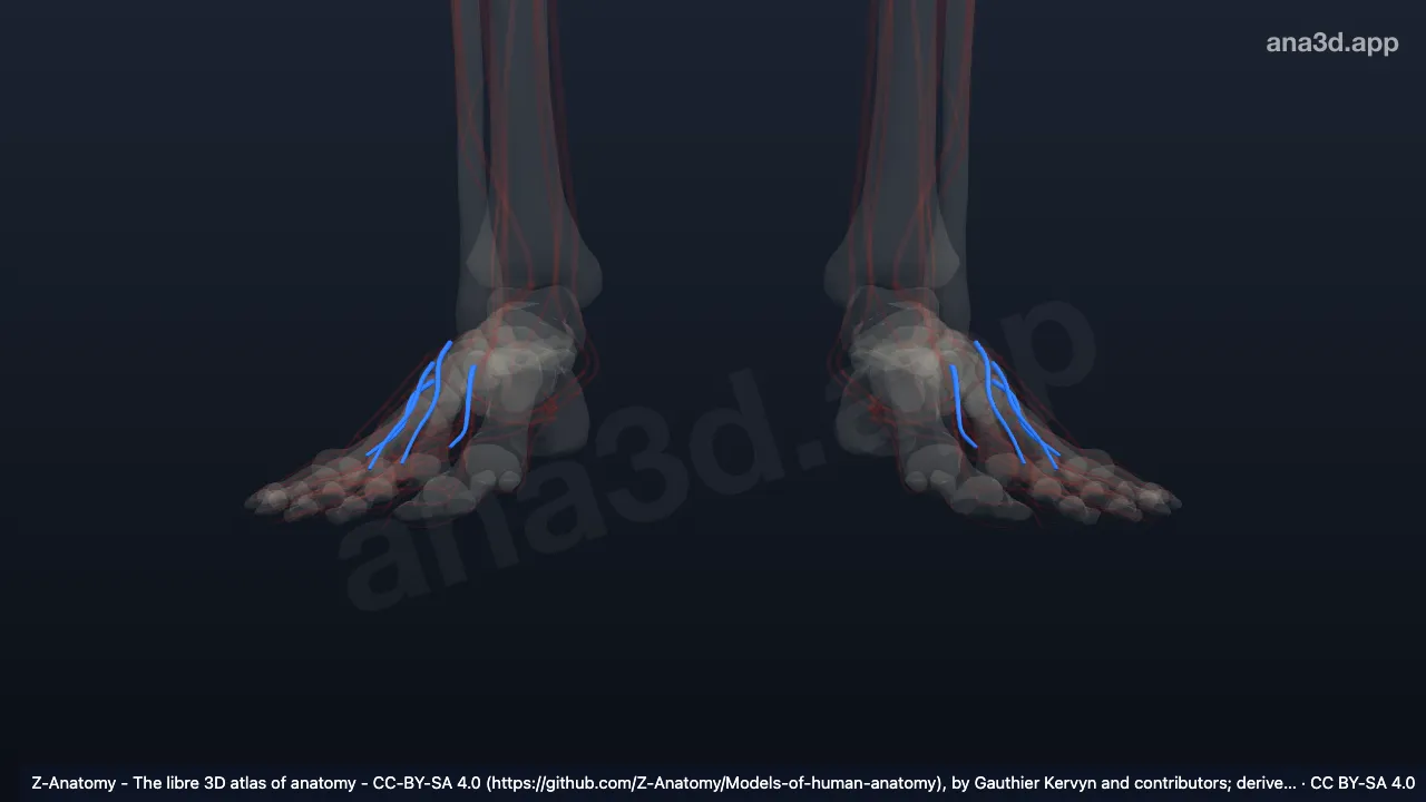 3D model: dorsal metatarsal arteries