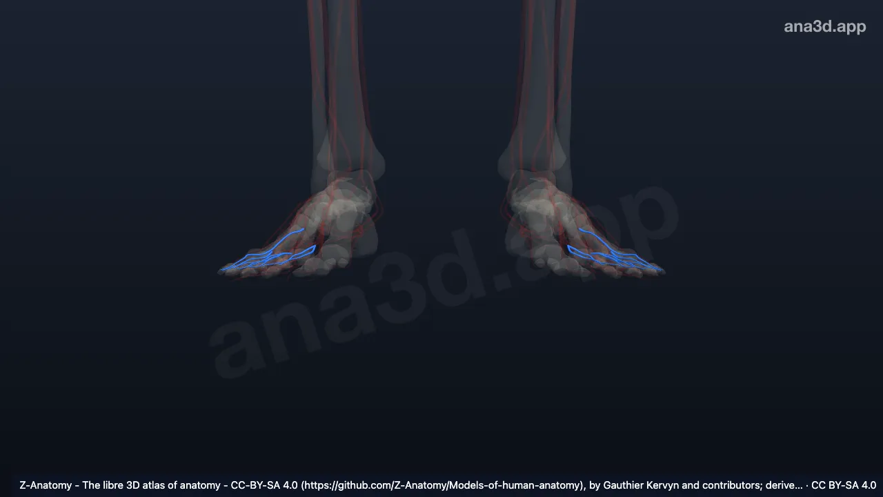 Model 3D: Arteri digitalis dorsalis kaki