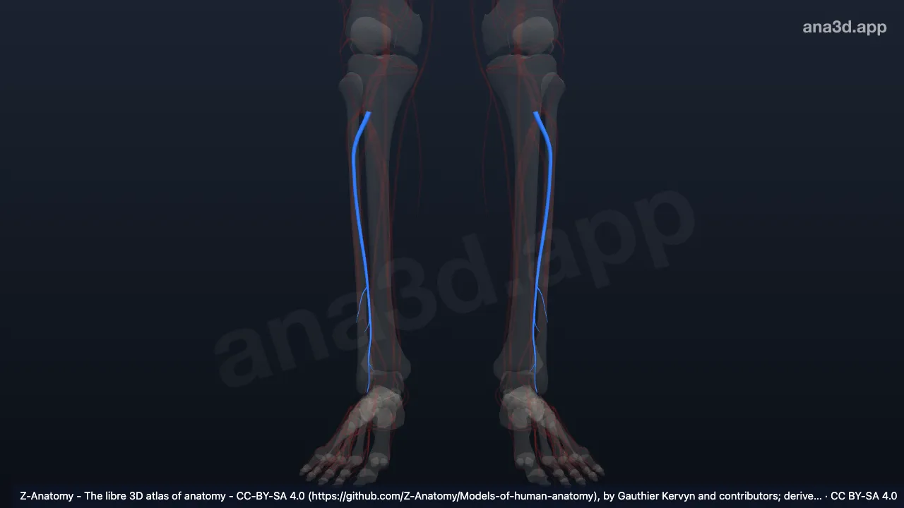 Modelo 3D: Artéria fibular