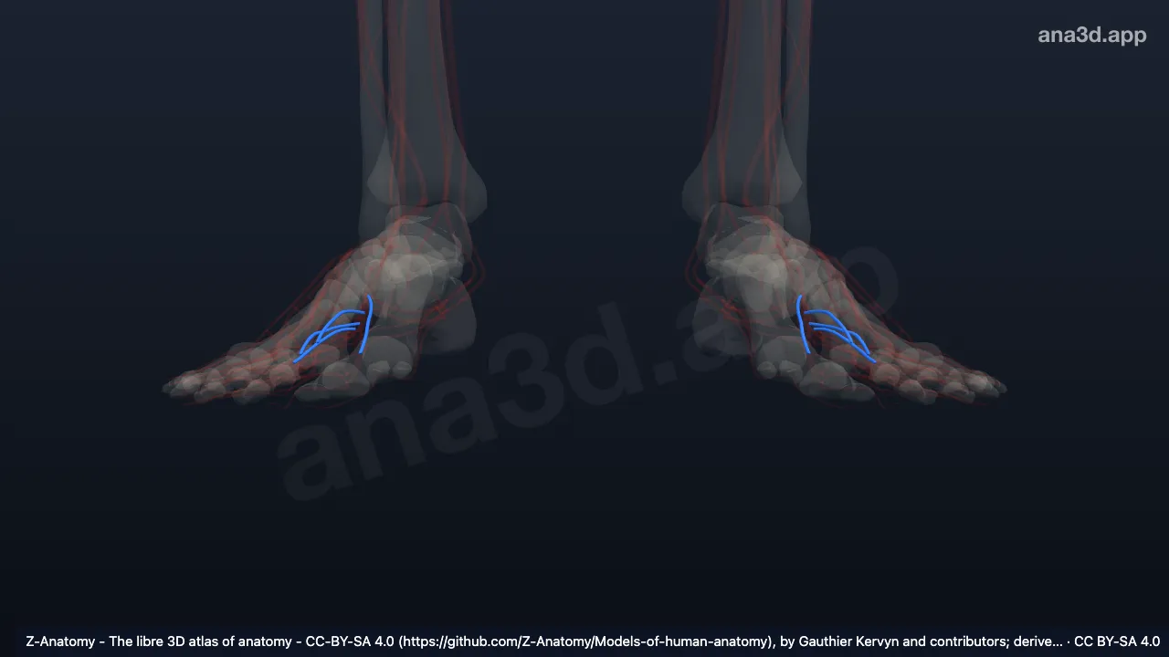 3D-Modell: Arteriae metatarseae plantares