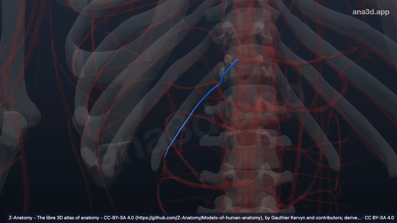3D model: right subcostal vein