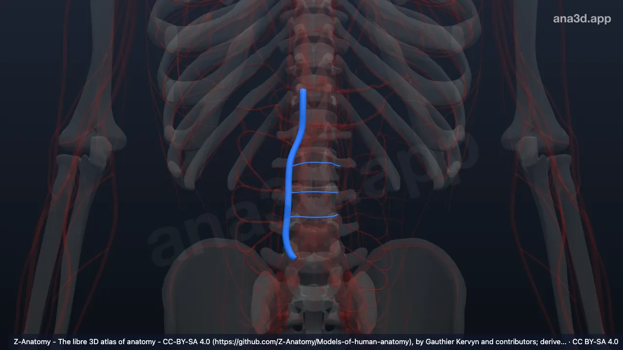3Dモデル：右上行腰静脈