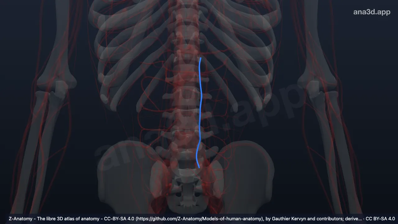3D-Modell: Linke Vena lumbalis ascendens