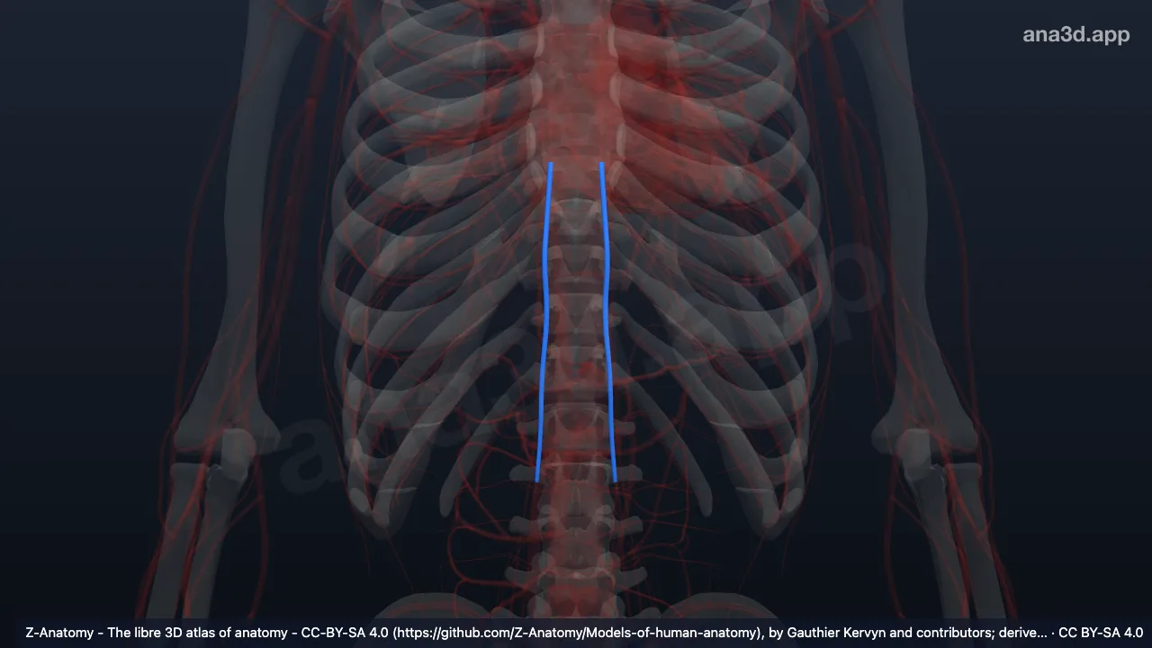 Model 3D: Vena-vena epigastrika superior