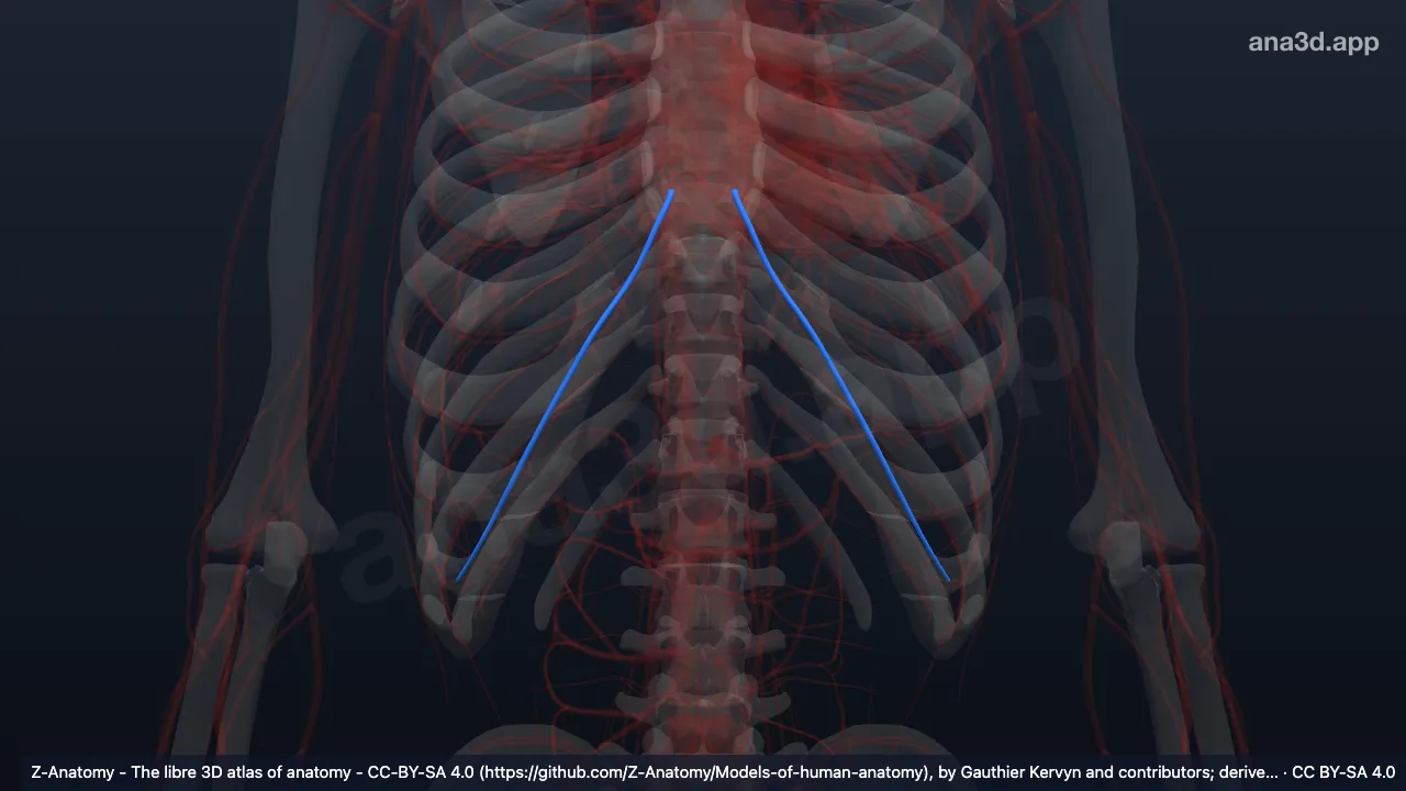 3D model: musculophrenic veins