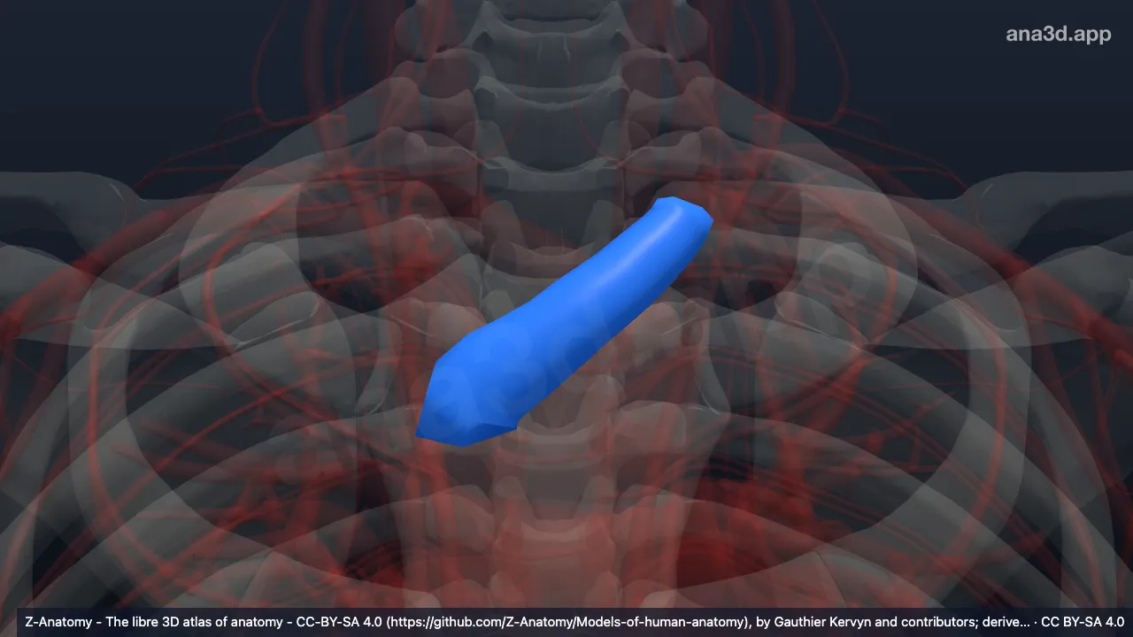 3D-Modell: Linke Vena brachiocephalica