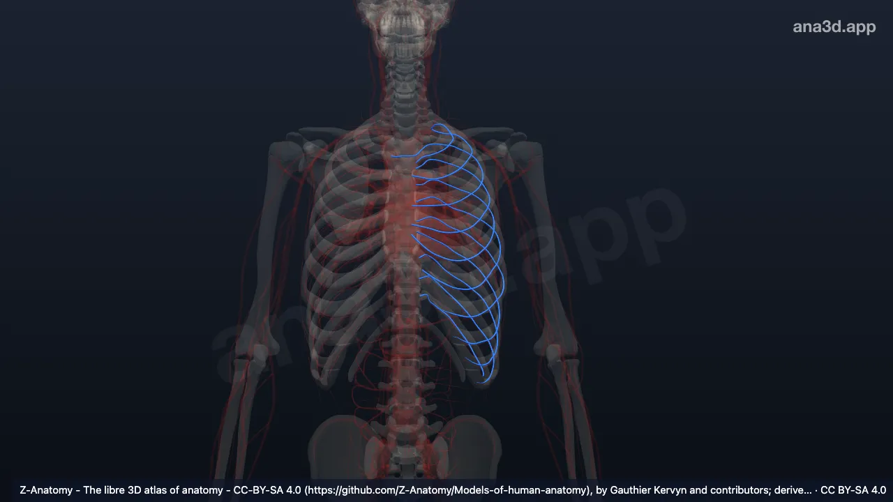 3D-Modell: Linke Vena intercostalis superior