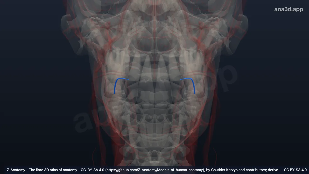3D model: lingual vein
