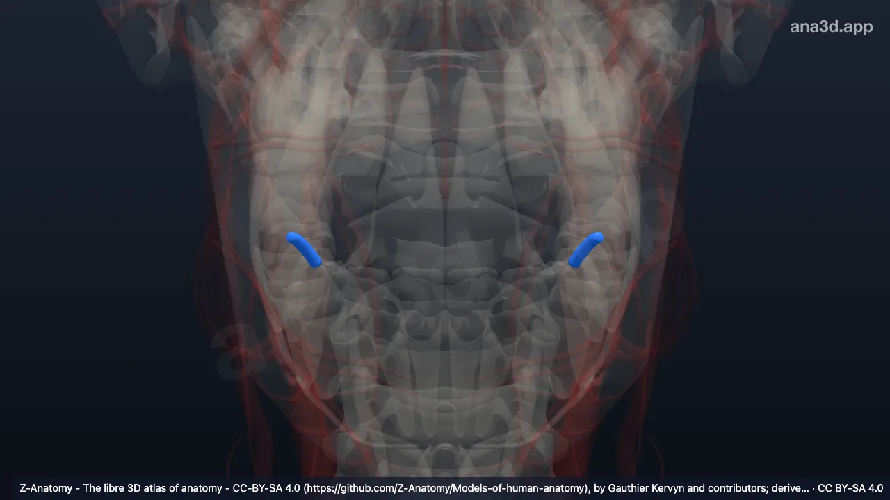 3D-Modell: Vena facialis communis