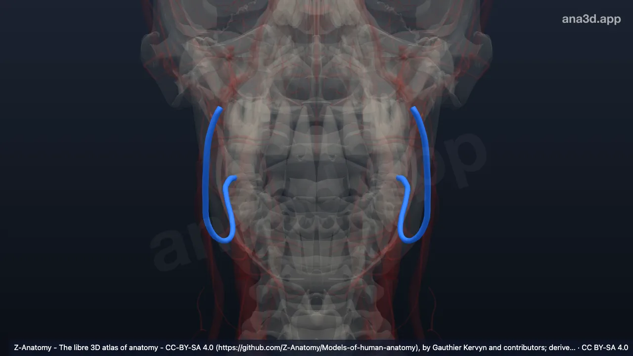 3D model: facial vein