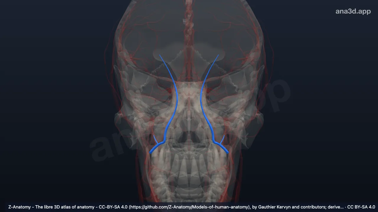 3D model: angular vein