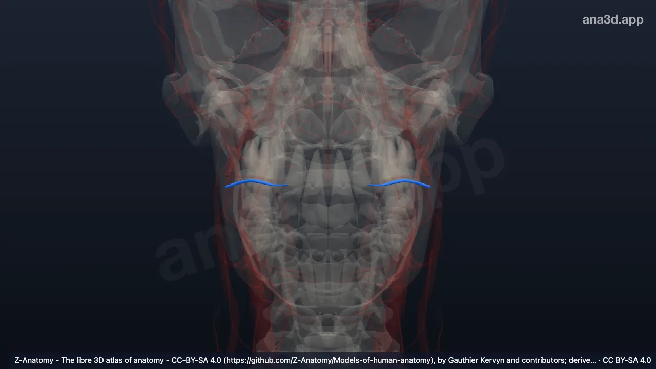 3D model: superior labial vein