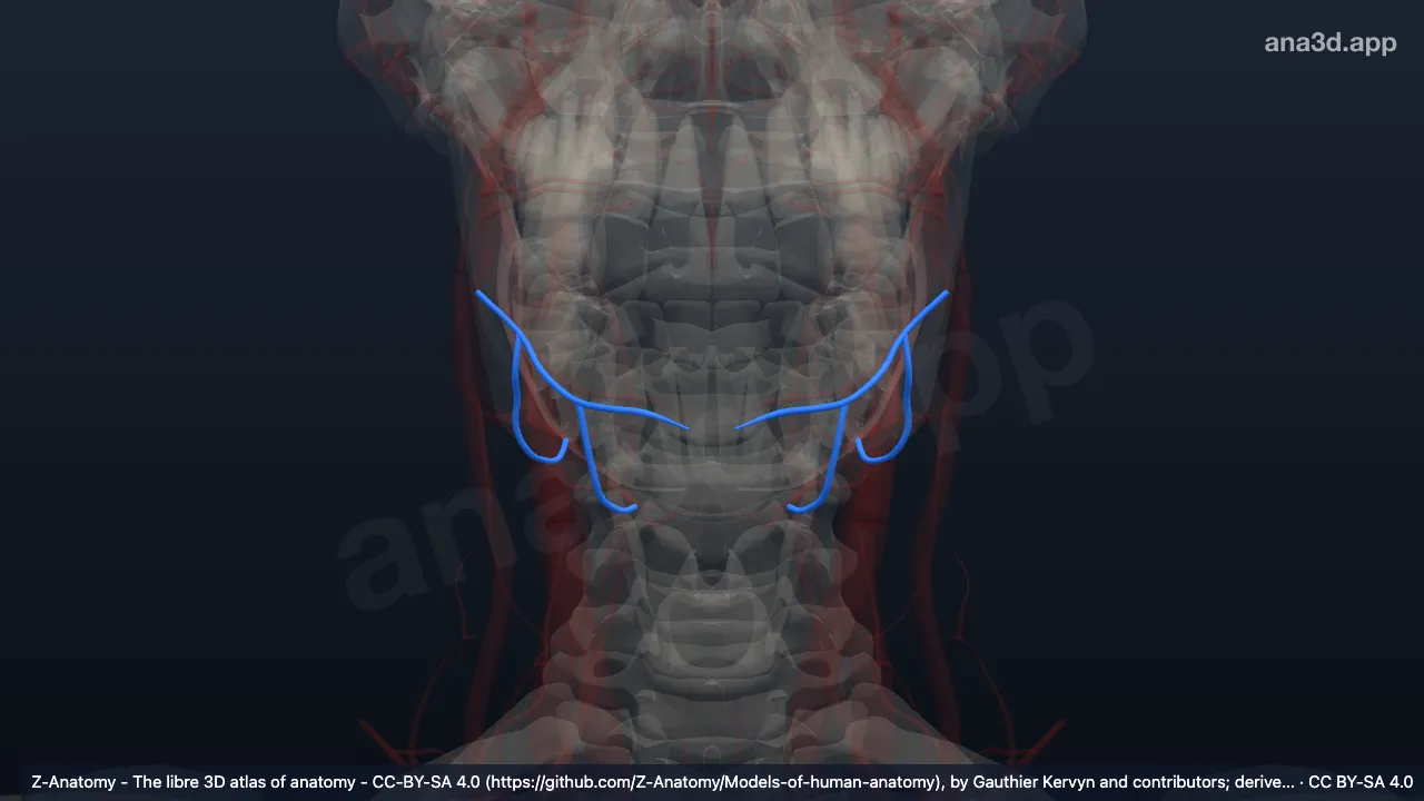3D model: inferior labial veins