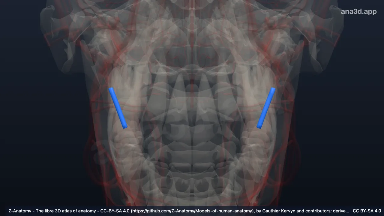 3D-Modell: Divisio anterior venae retromandibularis