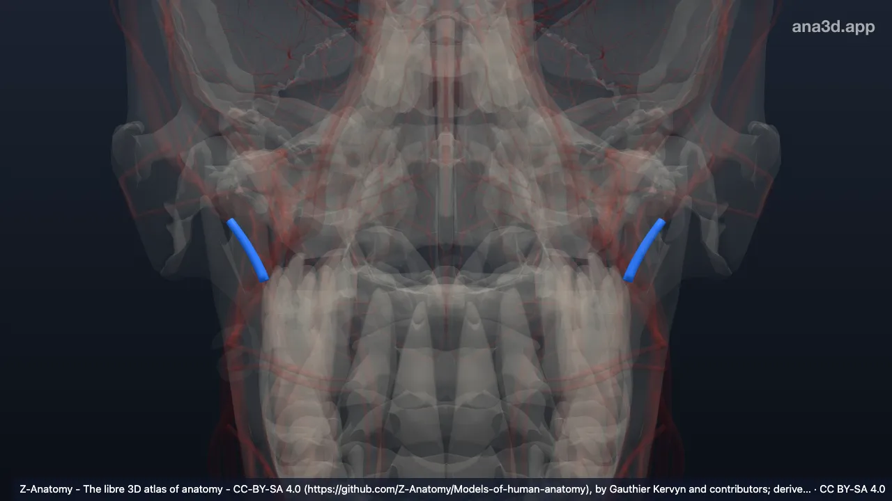 3D model: retromandibular vein