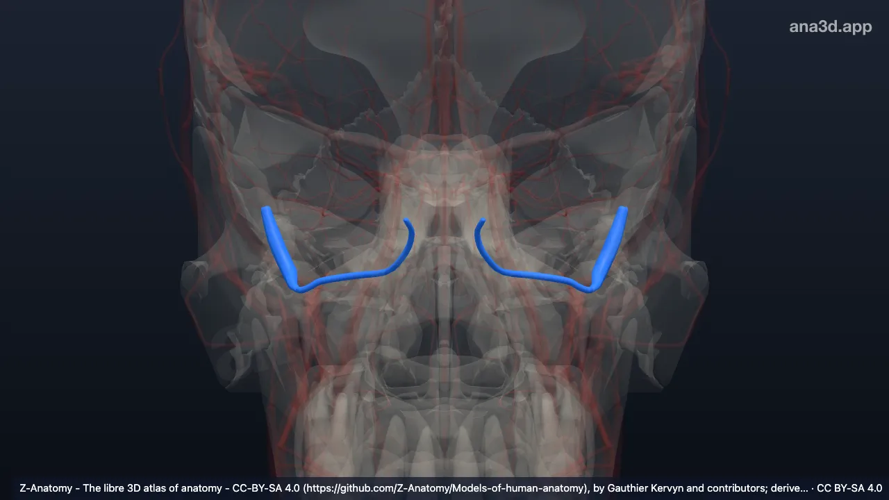 3D-Modell: Sinus durae matris