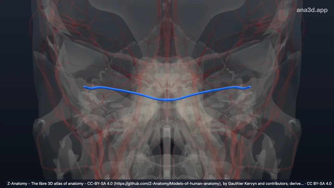 3D-Modell: Sinus transversus