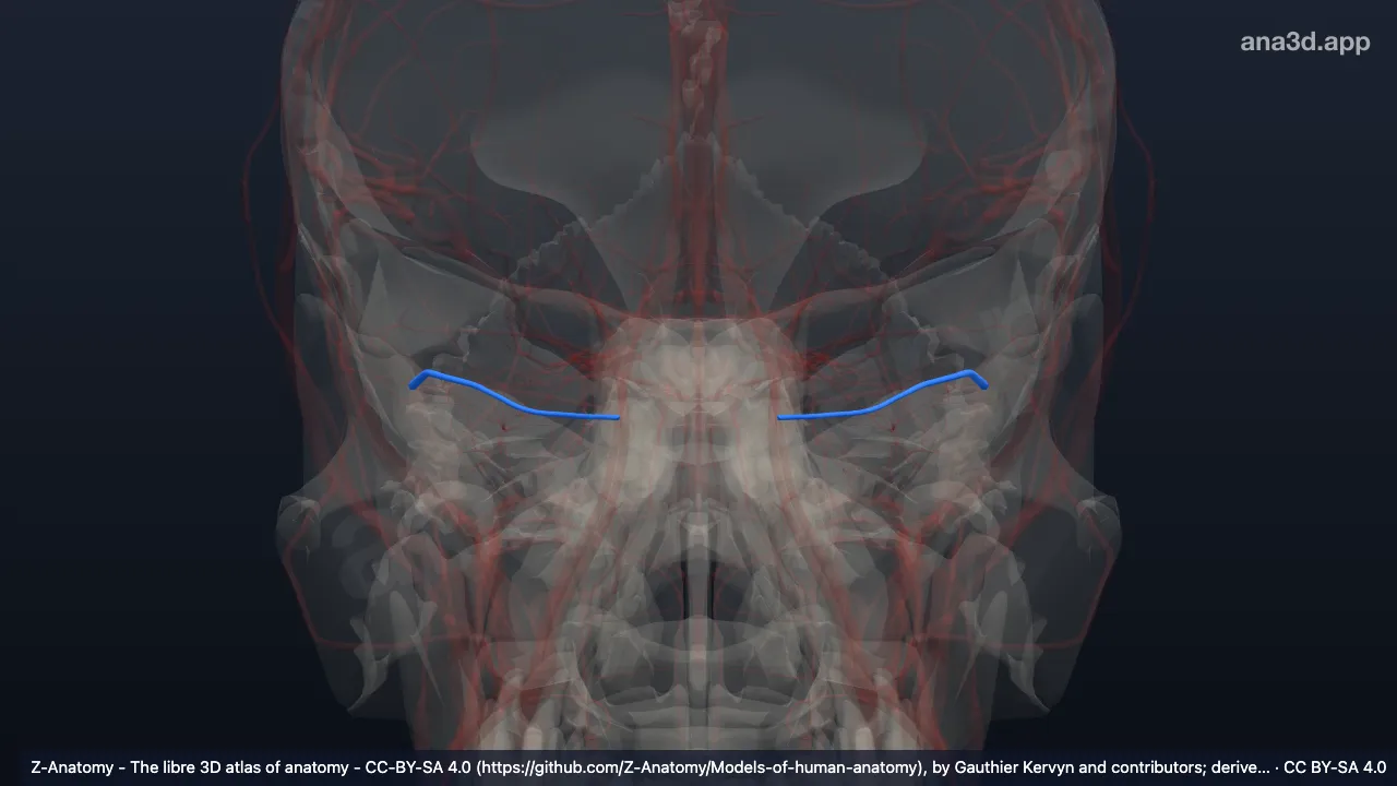 3D-Modell: Sinus petrosus superior