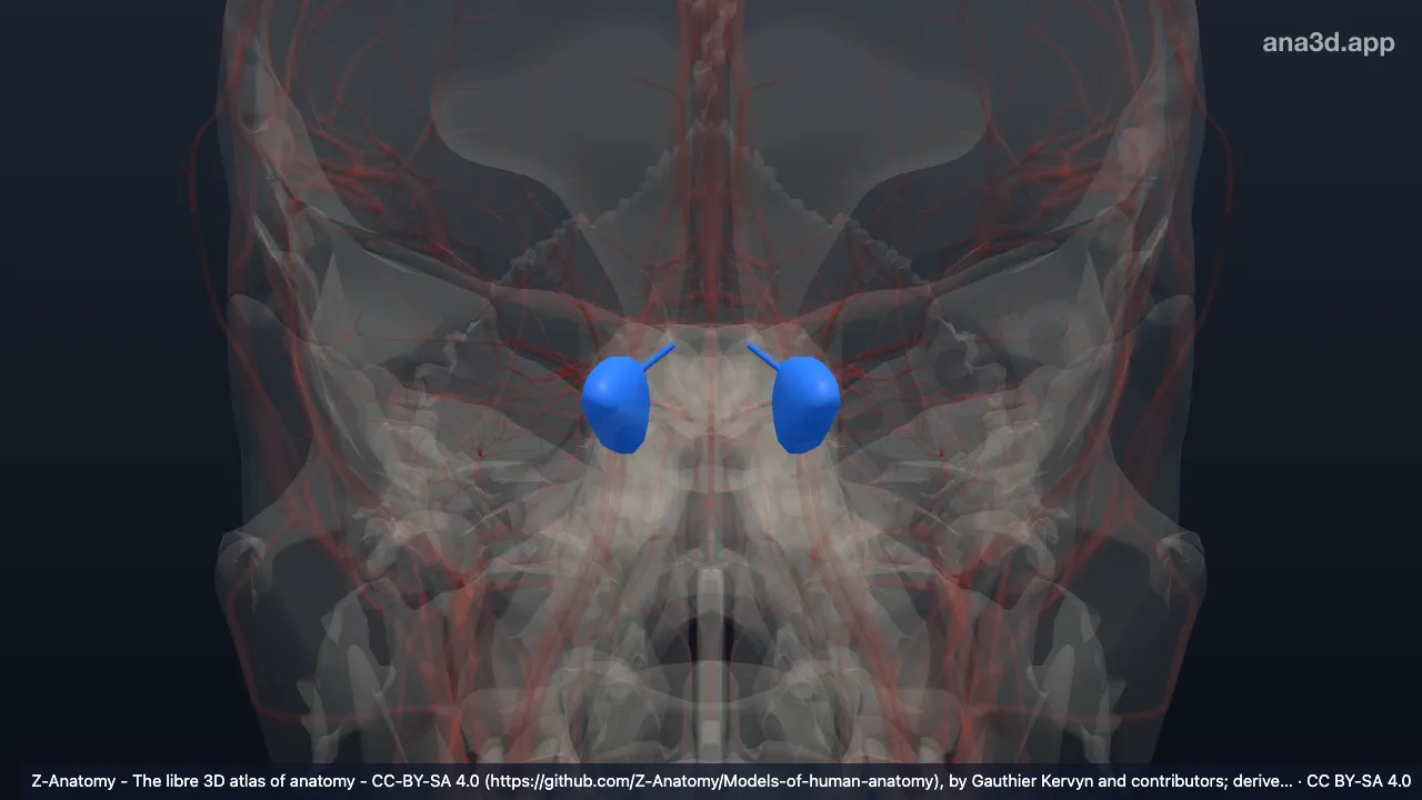 3D model: cavernous sinus