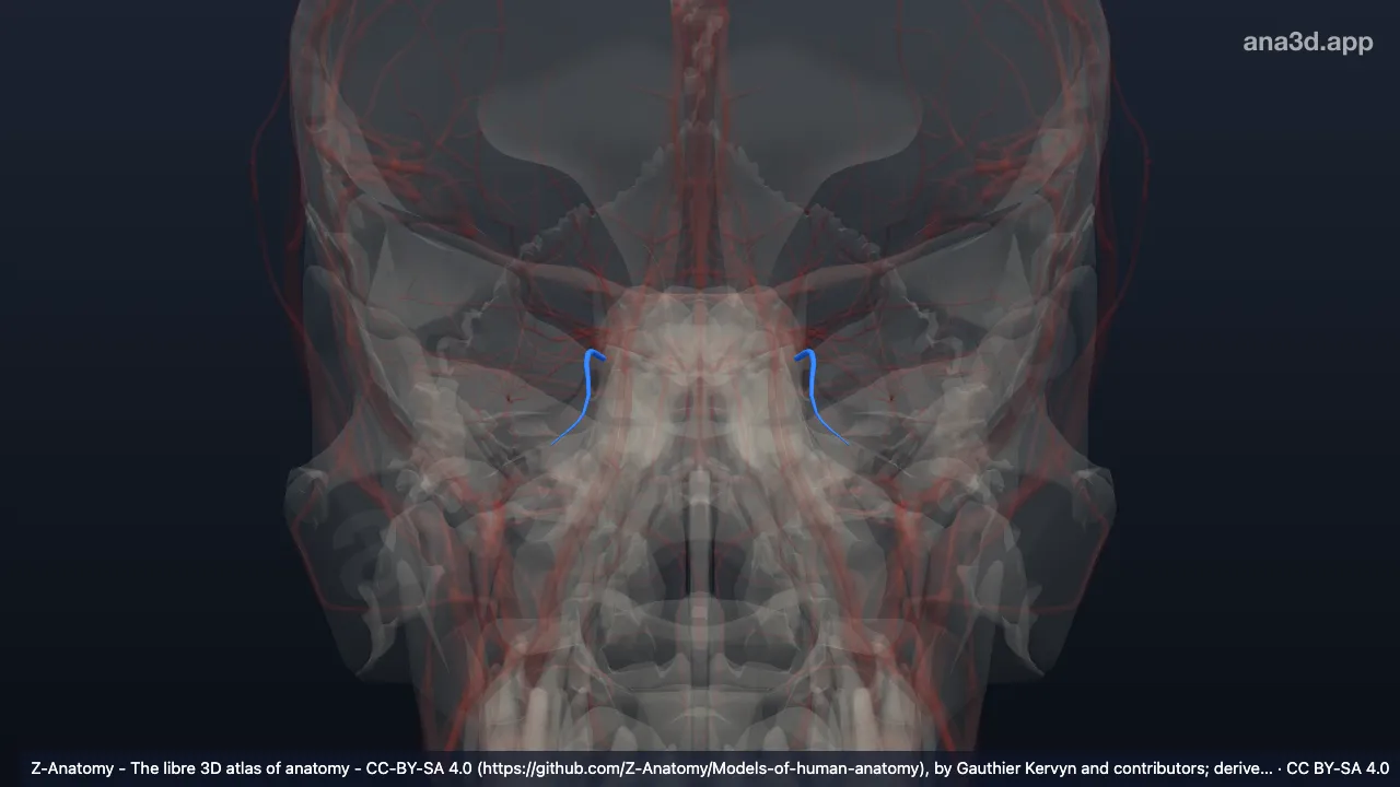 3D model: inferior ophthalmic vein