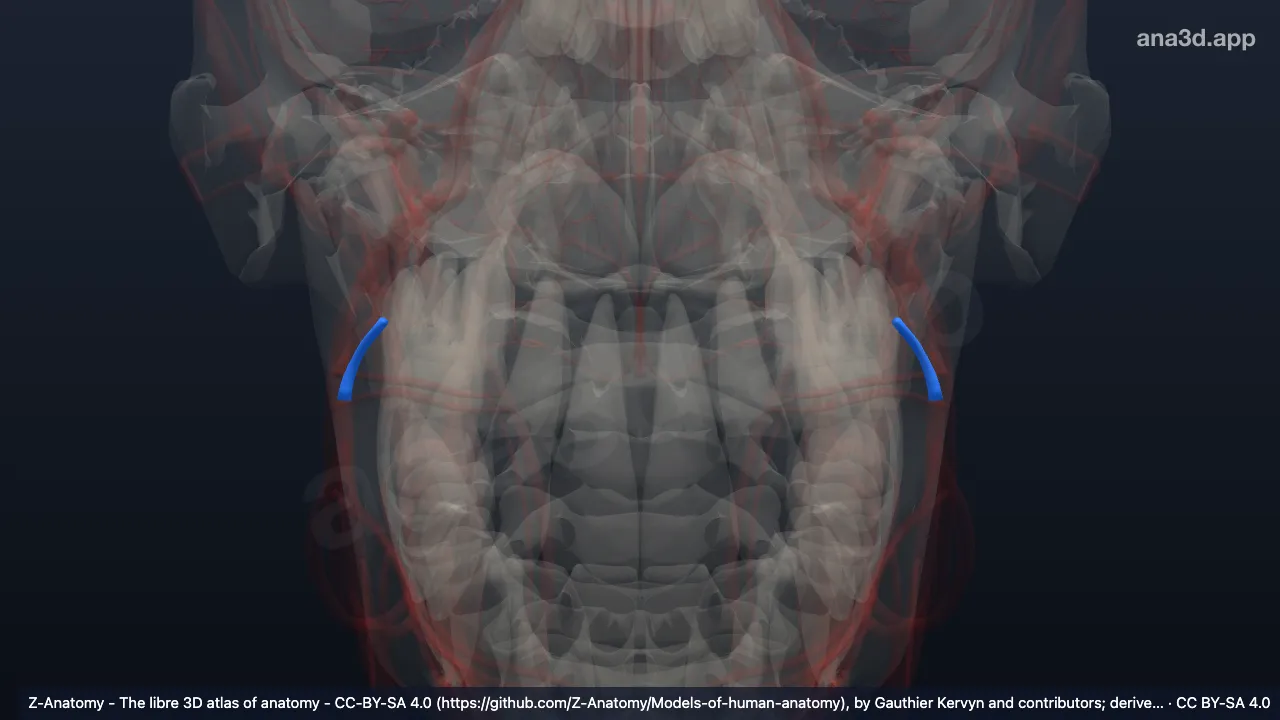 3D 模型：下颌后静脉后支