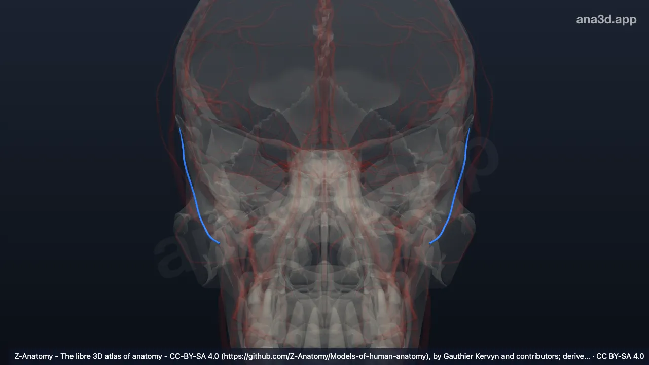 Model 3D: Vena aurikularis posterior