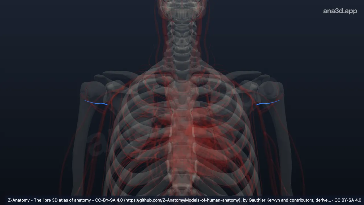 3D-Modell: Vena circumflexa posterior humeri