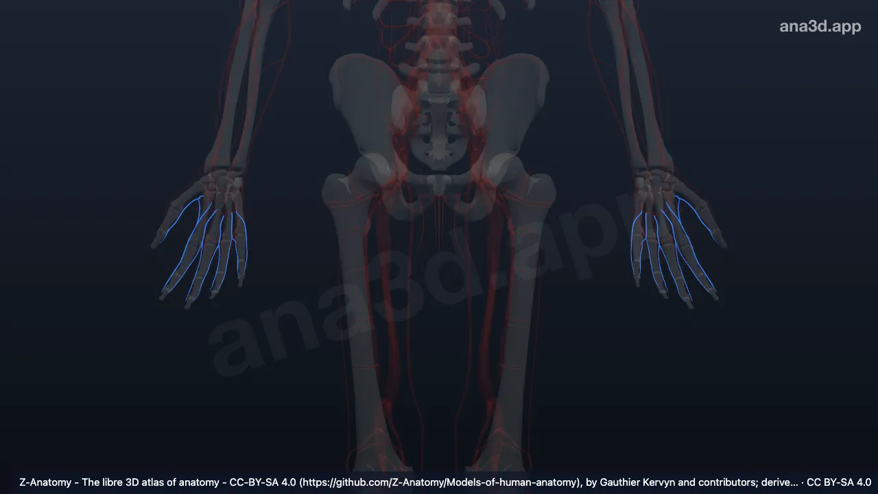 3D model: palmar digital veins