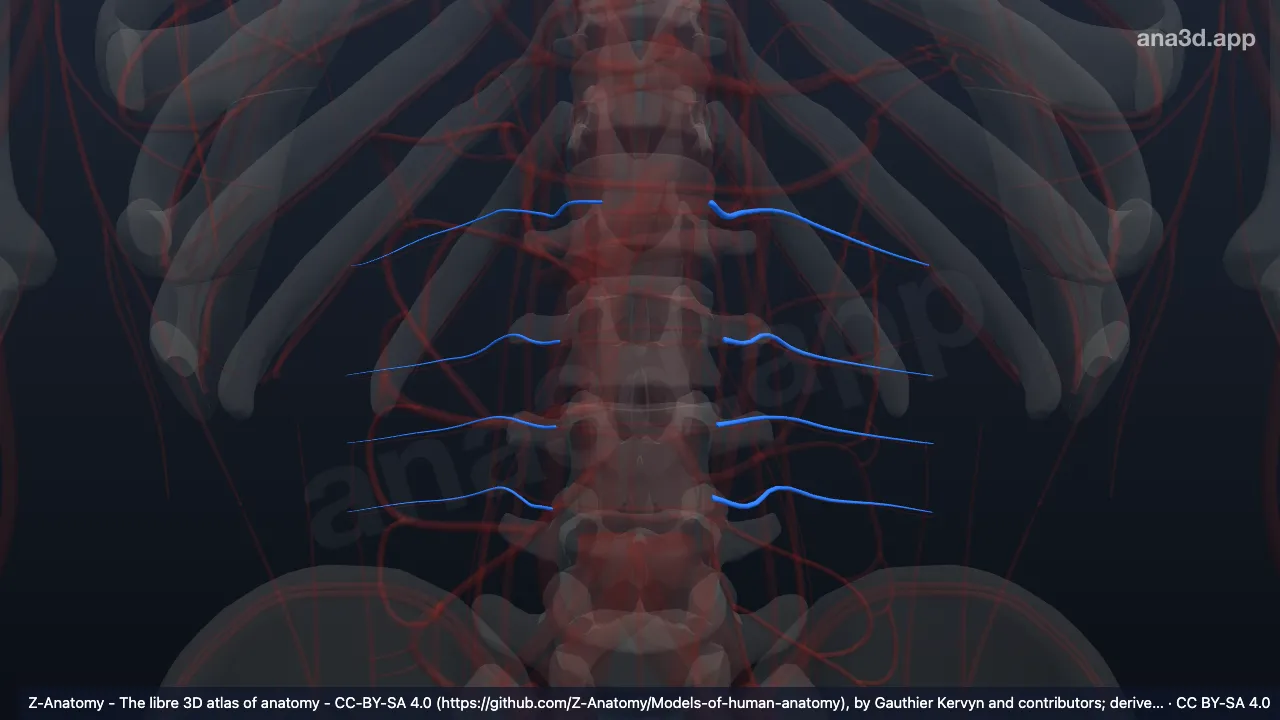 3D model: lumbar veins