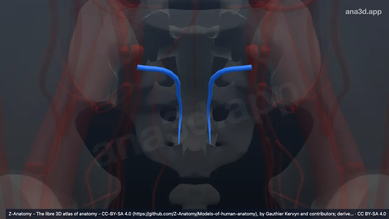 Modèle 3D : Veines sacrales latérales