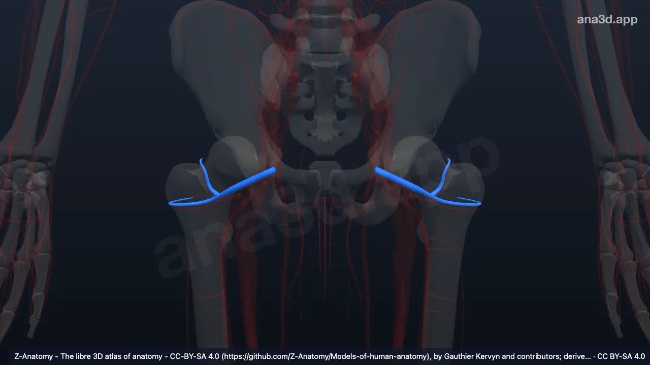 3D model: lateral circumflex femoral veins