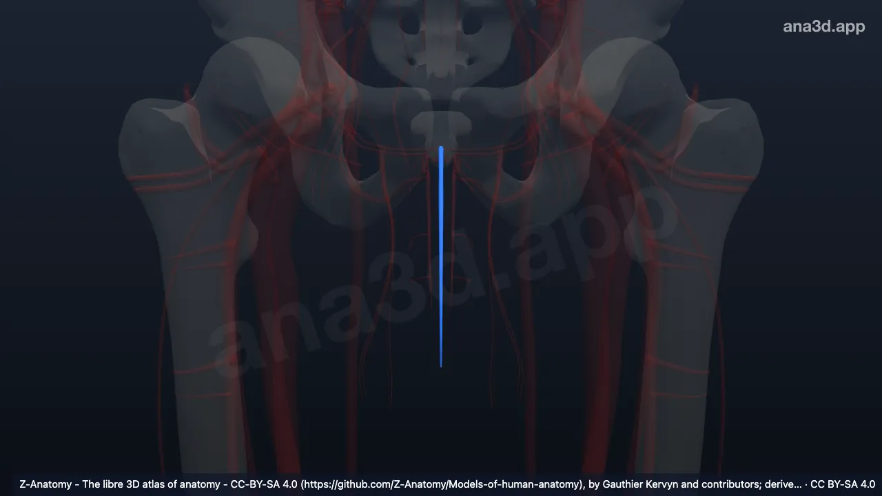 Modelo 3D: Venas dorsales superficiales del pene