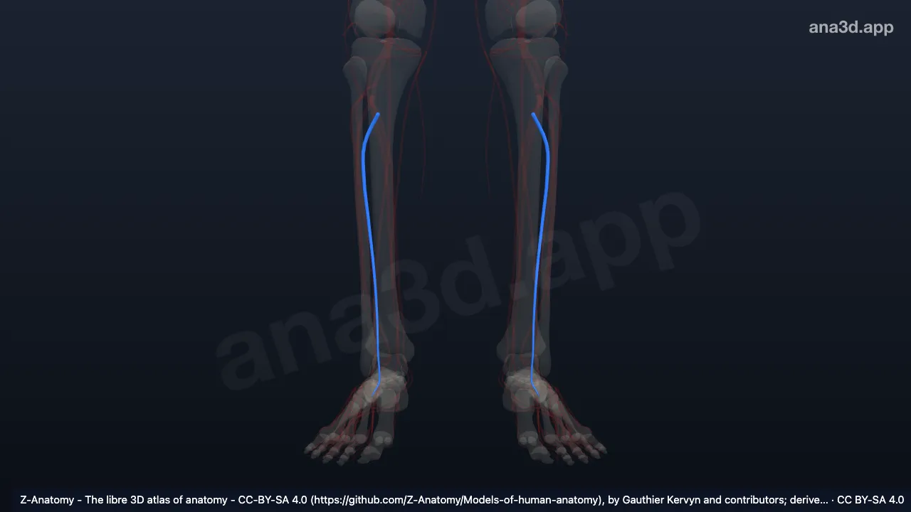 Mô hình 3D: Các tĩnh mạch mác