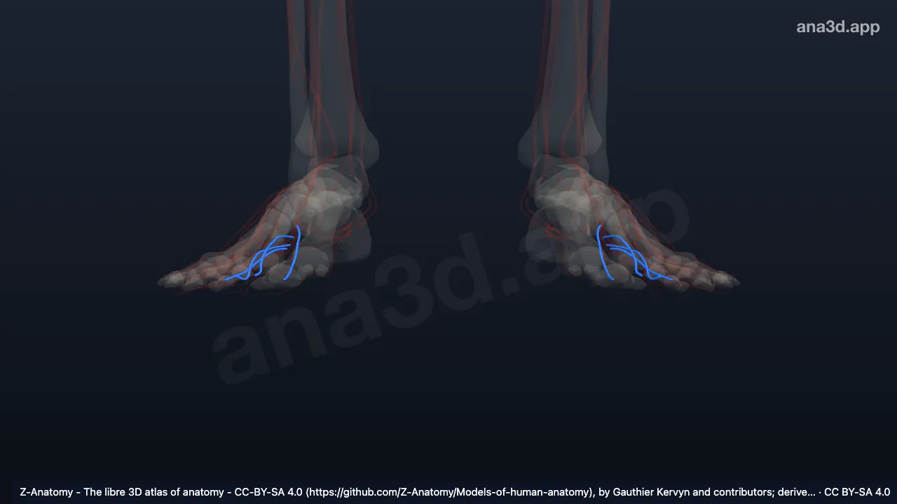 3D model: plantar metatarsal veins