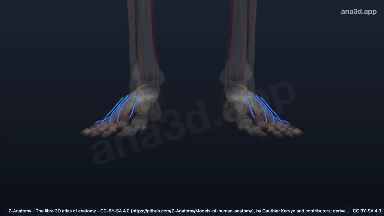 3D model: dorsal metatarsal veins