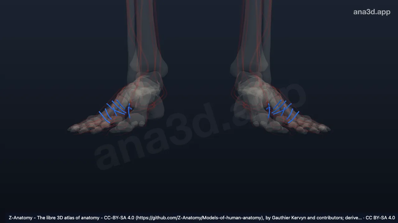 3D model: intercapitular veins of foot