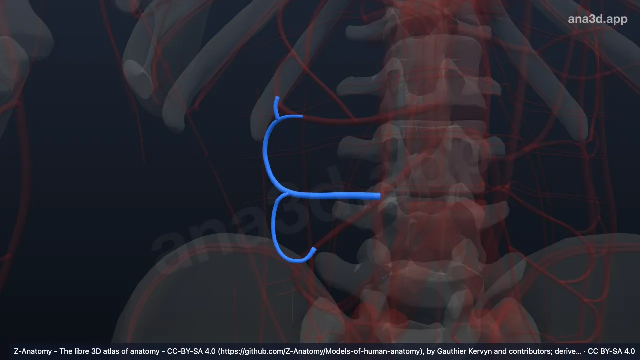 3D model: right colic vein