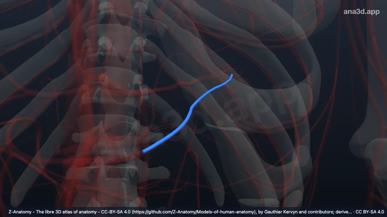 3D model: left gastro-omental vein