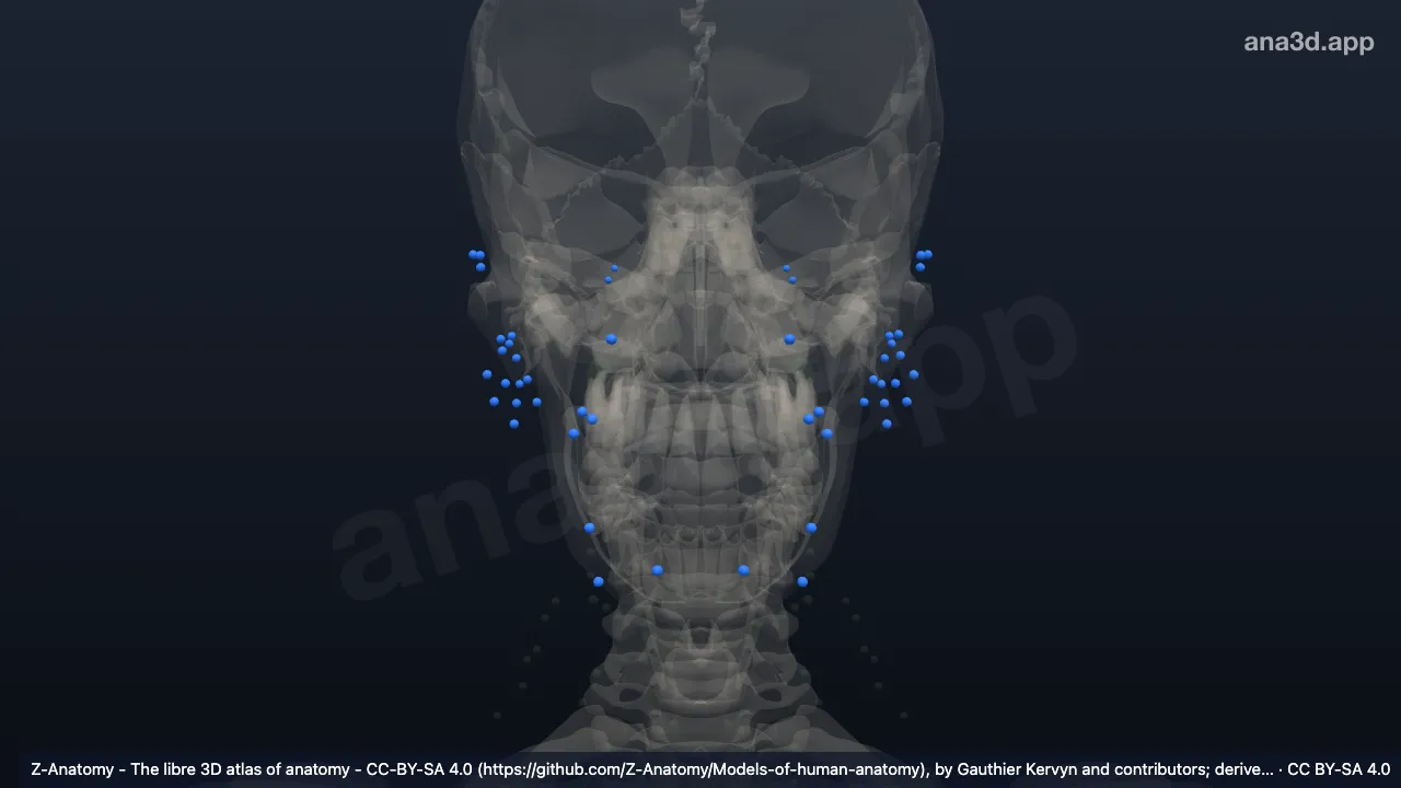 Modèle 3D : Lymphonoeuds de la tète