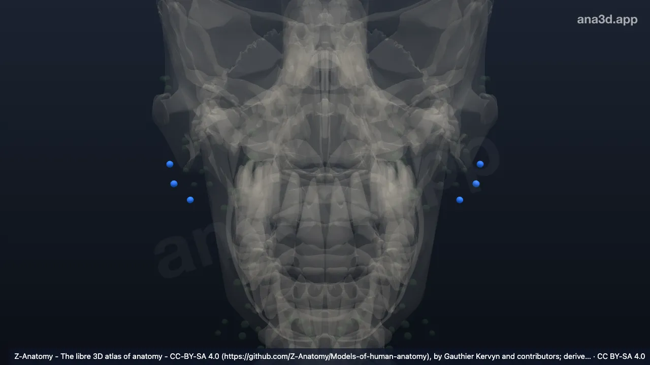 Model 3D: Kelenjar getah bening parotis intraglandularis