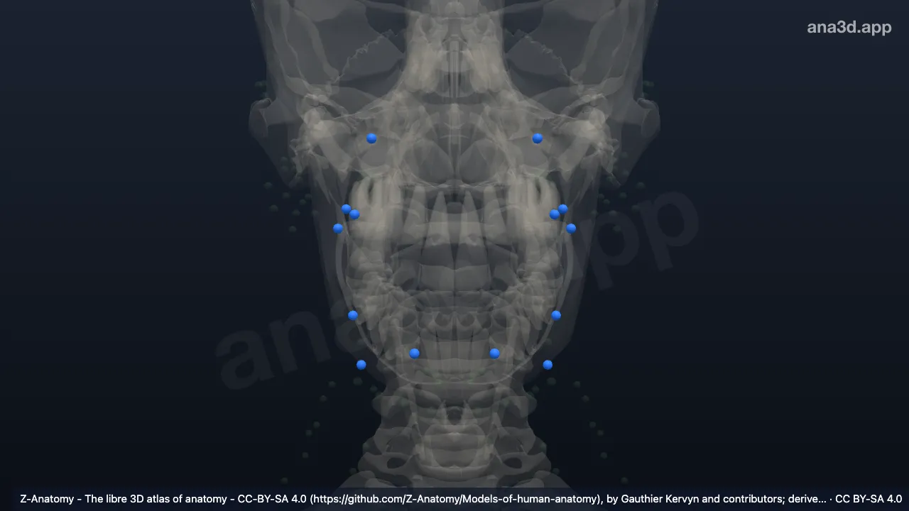 Modelo 3D: Nodos faciales